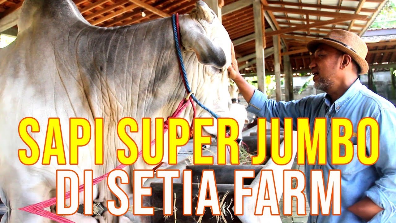 
                                 Koleksi-Sapi-Super-Jumbo-Setia-Farm